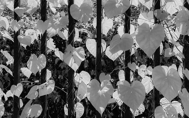 Heart Leaves.jpg