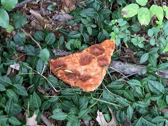 A #Pizza #Party in the #Woods, 3 - h