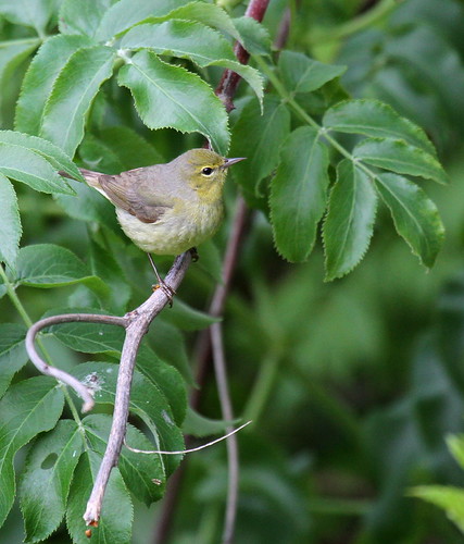 Odd Warbler | by Engilis Photos
