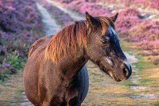 Roydon Common Horse
