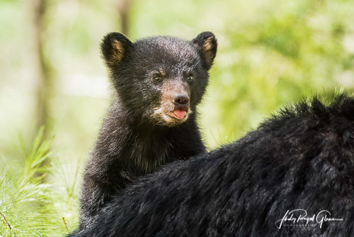 A black bear cubs climbs on his mama's back and says, 