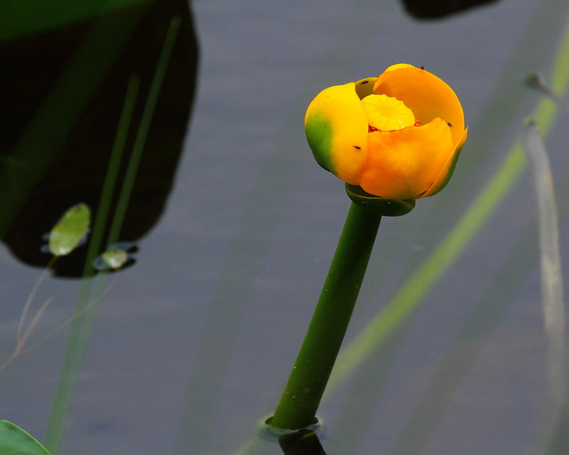 IMG_0078 Pond Lily on Harlequin Lake