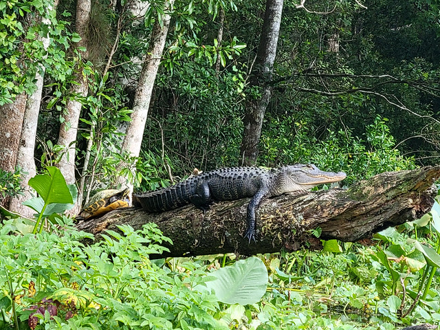 American alligator on the Wacissa River