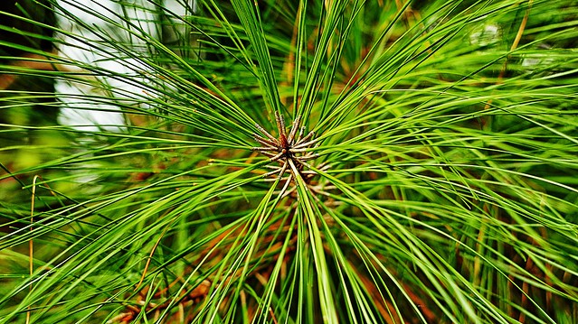 “Longleaf Pine (‘Pinus palustris’)”
