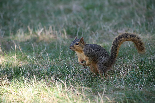 Fox Squirrels in Ann Arbor at the University of Michigan on September 7th, 2021