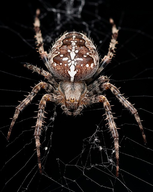 Garden Spider (Araneus diadematus)