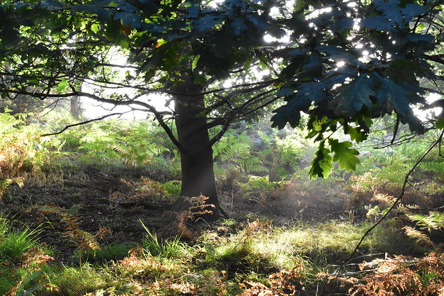 Oak on the Heath