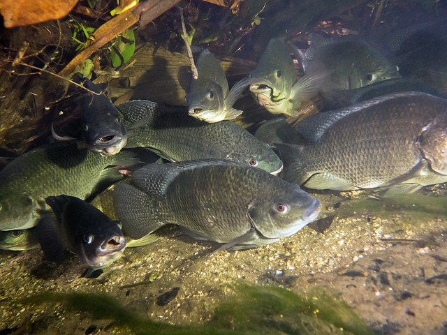 Tilapia Packed Tight at Blue Springs State Park