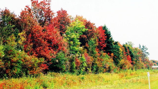 Autumn colours along the expressway
