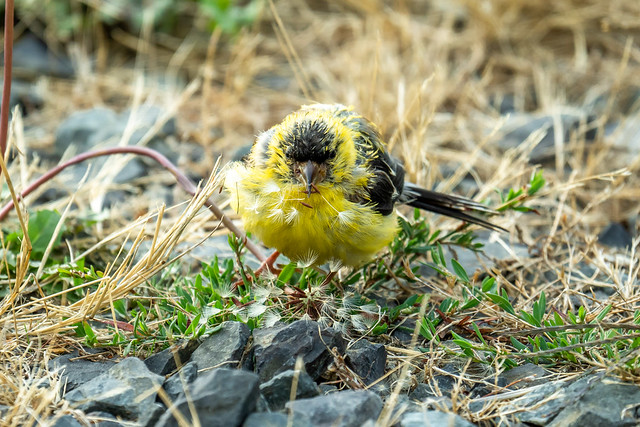 Angry Bird with Dandelion seeds