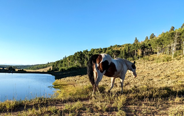 248/365 - Oh, just a horse walking by while fishing