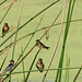 Flickr photo 'Barn Swallows (Hirundo rustica)' by: Mary Keim.