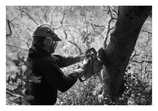 Film photography - Fred’s Chainsaw. I love the tree branch Bokeh