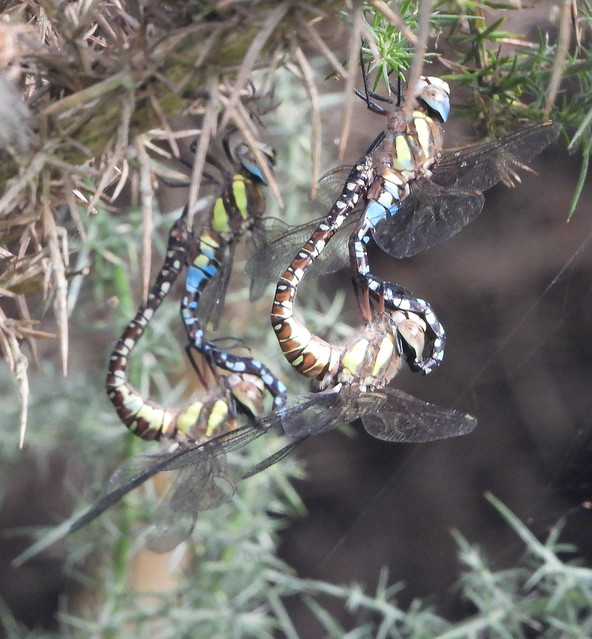 Mating Migrant Hawker dragonflies; double vision?