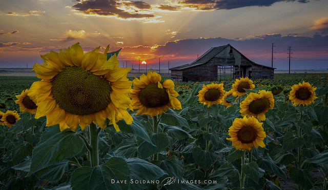 Sunflowers, The Old Barn and a Beautiful Sunset