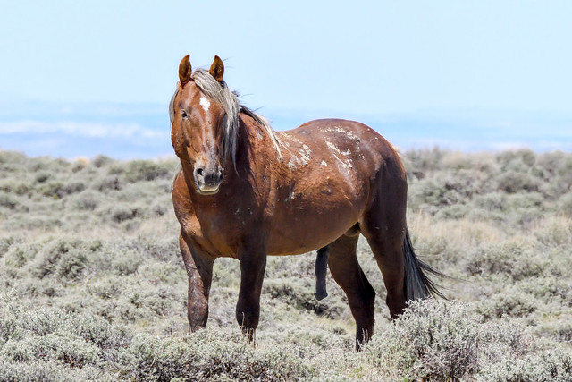 Wild Horse, Pilot Butte WY_DDZ_9384