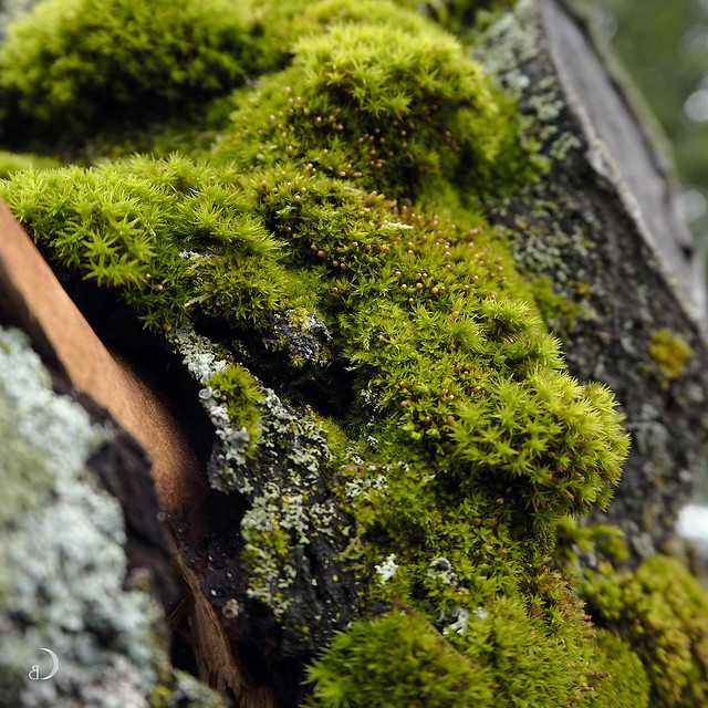 Wet moss on tree