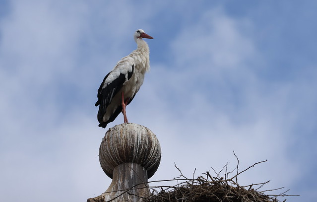 Hvid stork (White stork / Ciconia ciconia)