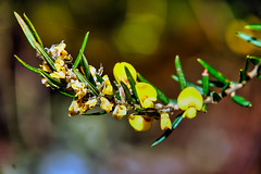Yellow flora in the bush