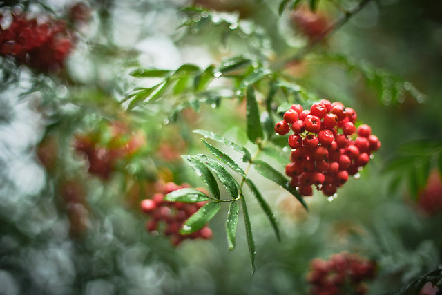 Wind, rain, and red berries
