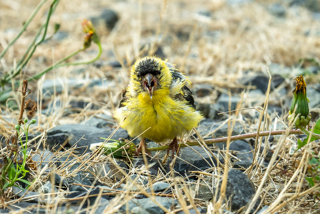Angry Bird(American Goldfinch)
