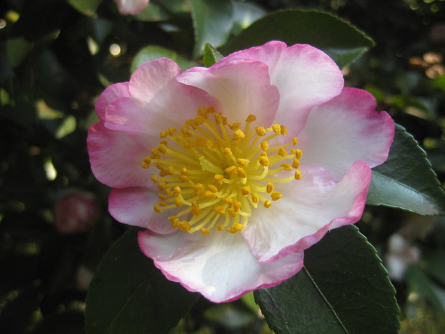 A Paradise Blush Camellia Bloom - Morses Creek Road, Wandiligong