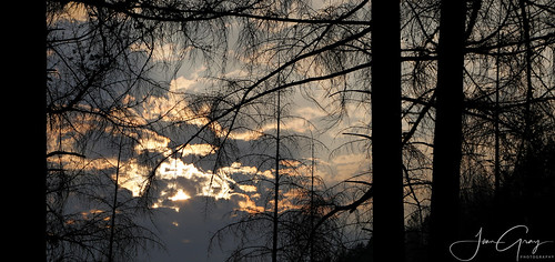 sunrise clouds burnedtrees 1yearafterbeachiecreekfire
