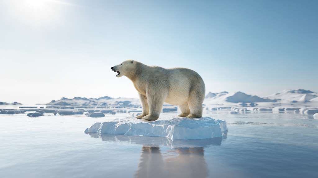 Polar bear on melting ice