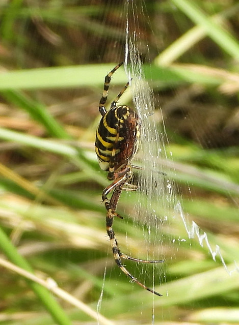 Wasp Spider at Medmerry RSPB Reserve.