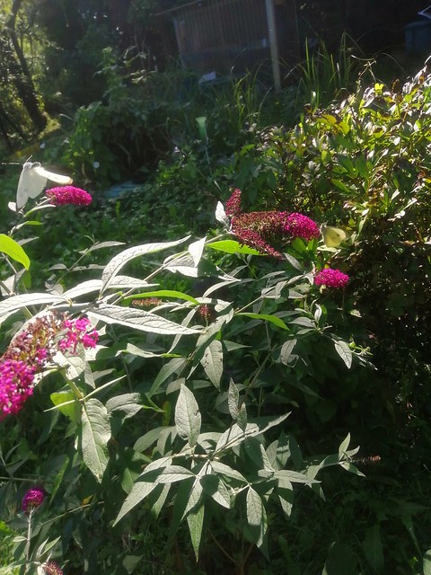 Schnappschuss 📲 in meinem Garten auf dem Sommerflieder.