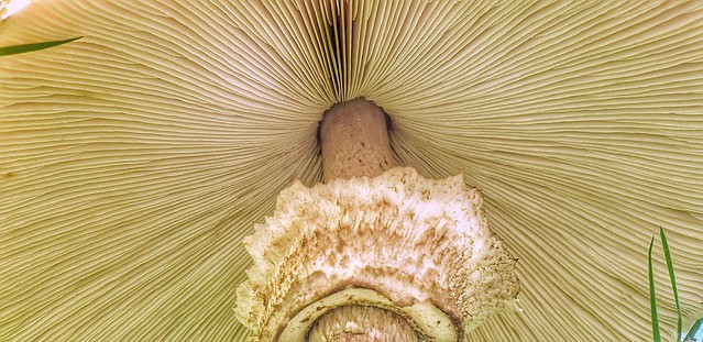 Riesenschirmling(Macrolepiota procera)*explored*