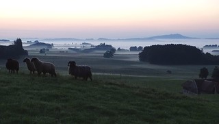 Explored: Annoy sheep early in the morning... check! - Belästigen von Schafen am frühen Morgen... erledigt!