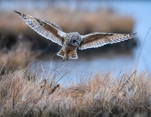 Photo of owl landing in marshy area