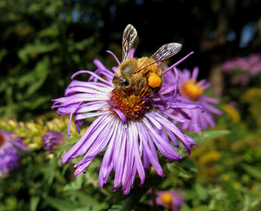 Honey Bee Feeding On An Aster Flower 090921 IMG_6708