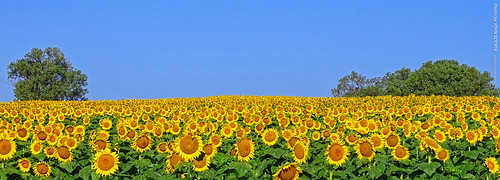 Sunflowers near Grinter Farms, 6 Sept 2021 by photography.by.ROEVER, Sunflower field near Grinter Farms - actually just west of the Sunflower General store.
Leavenworth 