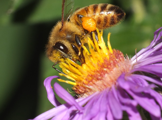 Honey Bee Feeding On A Purple Aster Flower Super Macro  DSCF3906