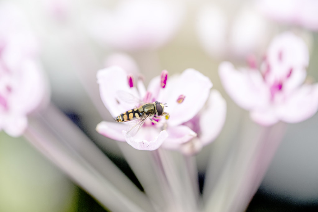 Hoverfly on Butomus Umbellata