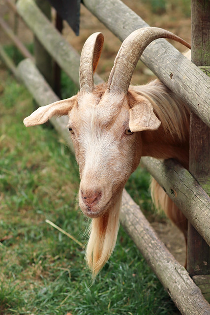 Fence Friday Goat!