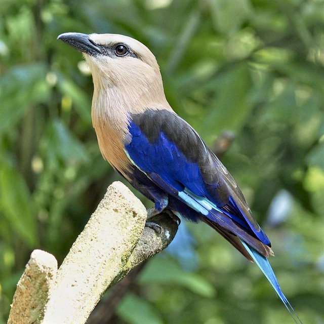 Blue Breasted Roller