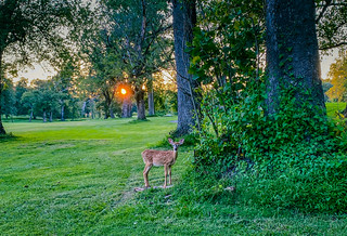 Baby Deer at Sunset on Algonkian Golf Course and Regional Park - Sterling VA