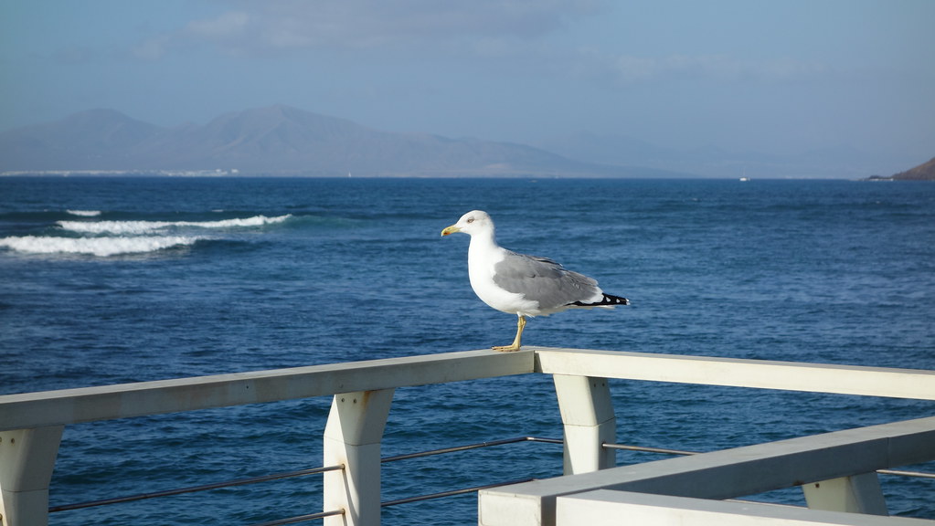 Seagull watching Lanzarote. Canary Islands. Spain