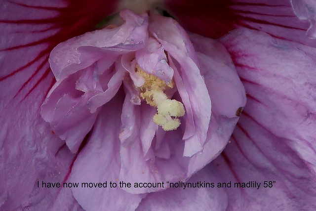 Hibiscus flower