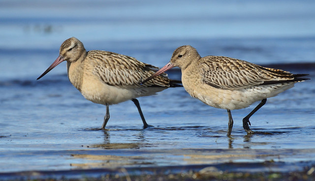 Bar-tailed godwits walking on the beach