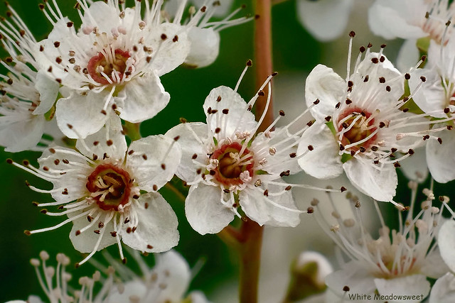 White Meadowsweet - Spiraea alba   -  Rosaceae: Rose family