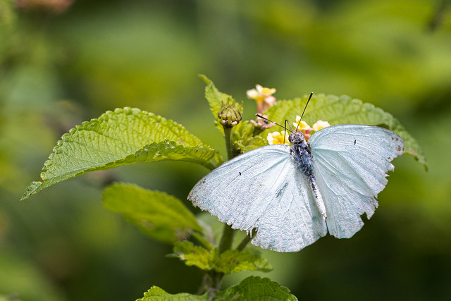 A Mottled Emigrant Butterfly on a flower