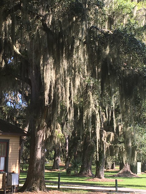 Spanish Moss on the Trees.