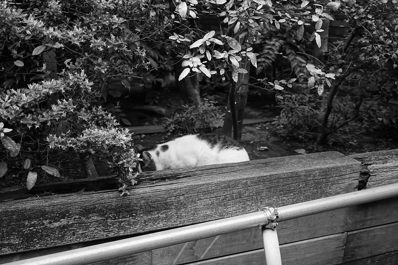 19Sony α7Ⅱ+TAMRON 28 200mm f2 8 5 6 RXD東池袋三丁目東池袋中央公園の猫だまり キジブチ