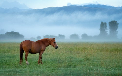 horse equine landscape mist misty morning dawn mountains pasture ranch farm nature lauraspov lauraspointofview summer