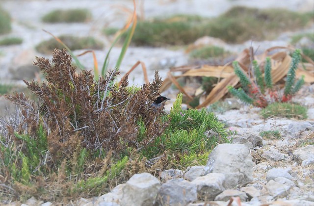 Curruca melanocephala / Sardinian Warbler / kleine zwartkop