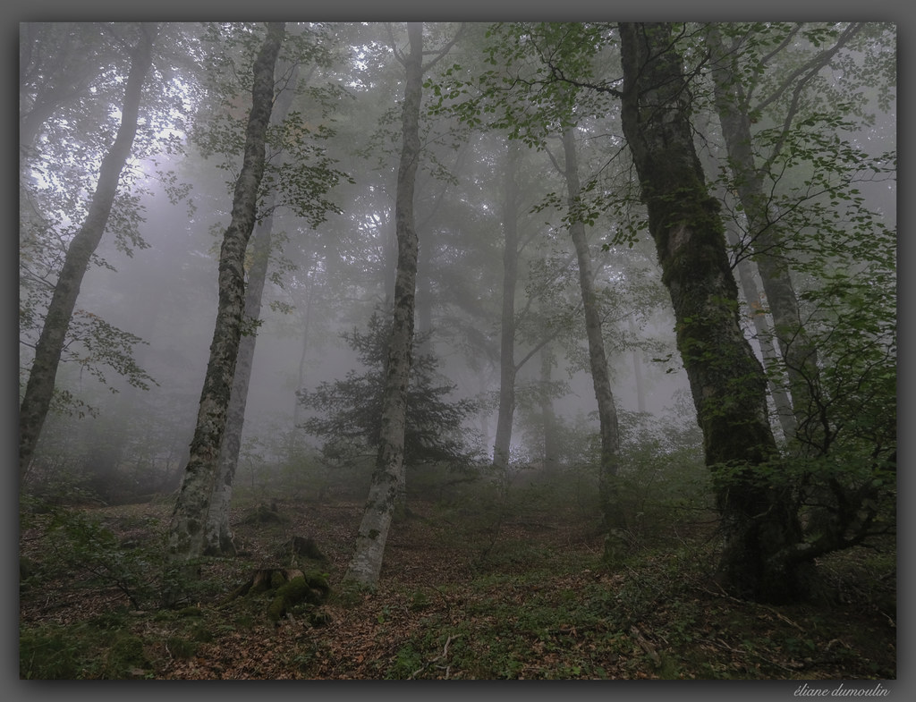 Brume et brouillard en forêt du Mont Aigoual